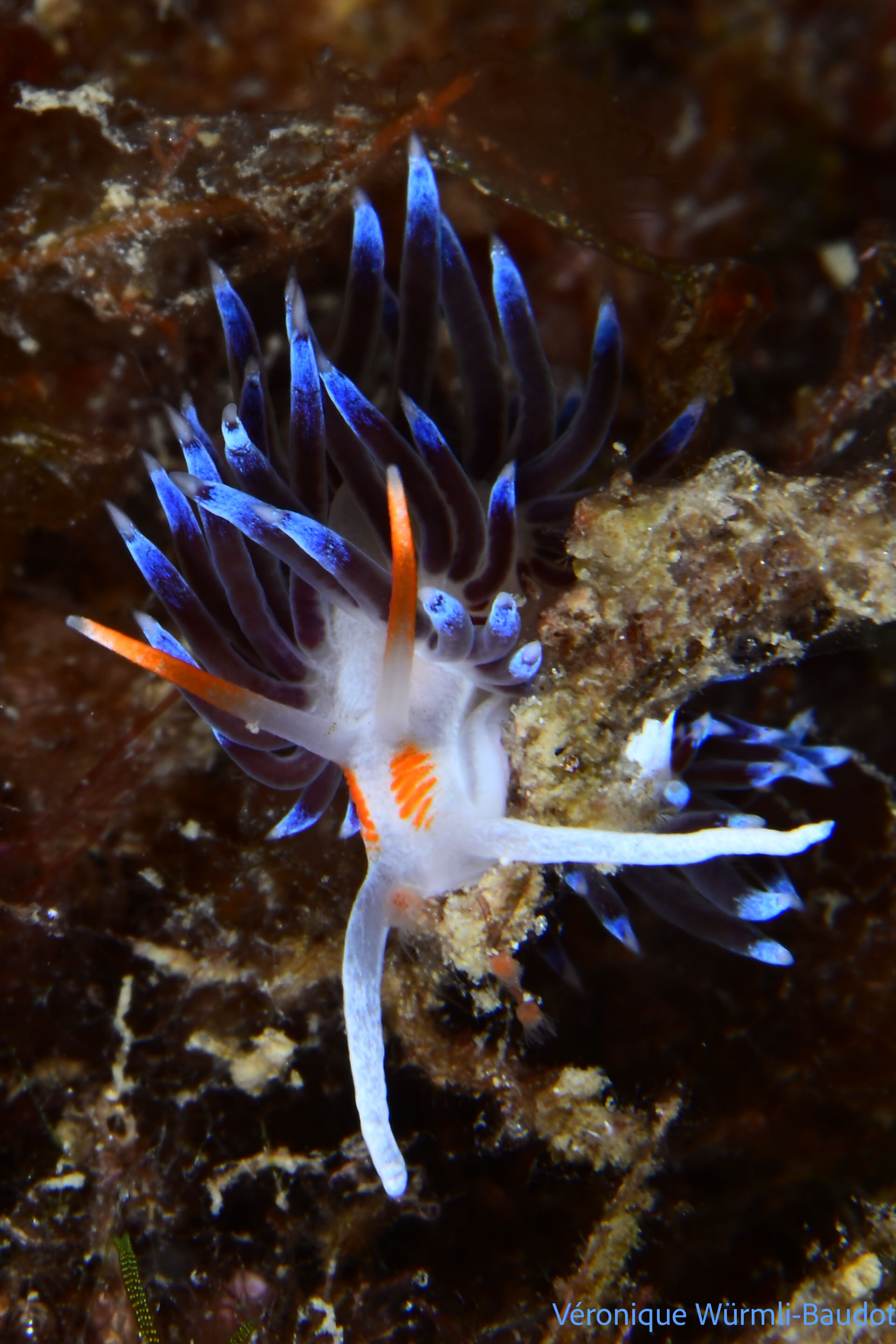 nudibranch