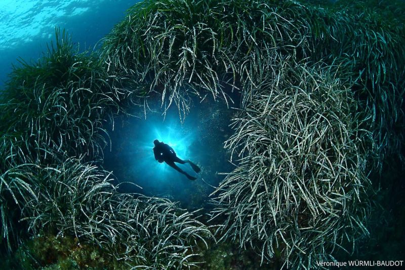 Parc naturel marin du Cap Corse